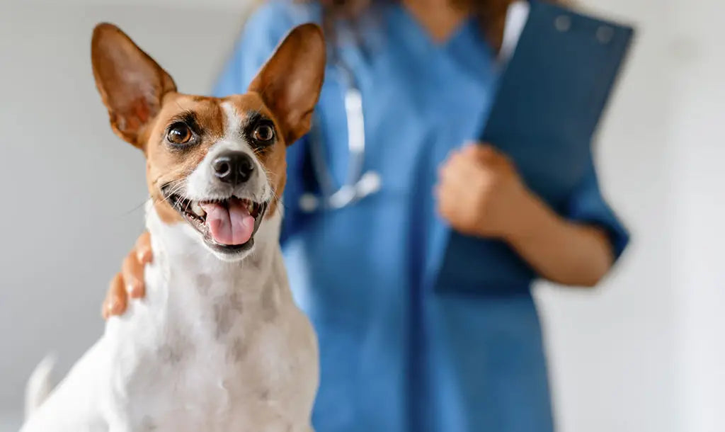 pet gut health vet checkup