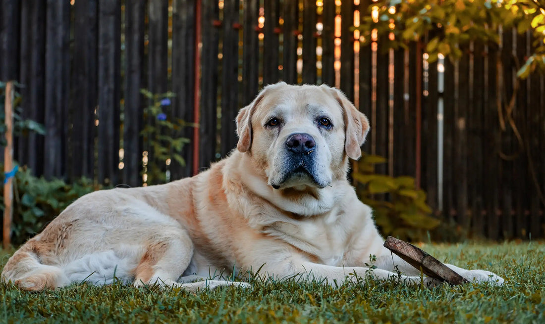 Calm senior dog resting on grass in a backyard