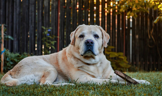Calm senior dog resting on grass in a backyard