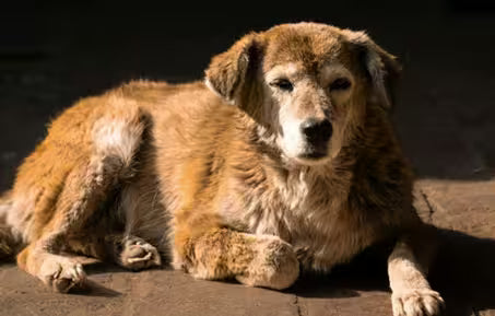 Canine Cognitive Dysfunction in Senior Dogs
