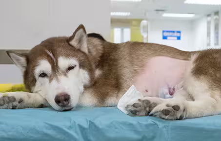 mammary cancer diagnosis