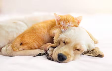 kitten resting on top of a sleeping golden-colored dog while both lie together on a soft bed.