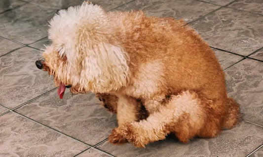 curly haired dog sitting on tile floor