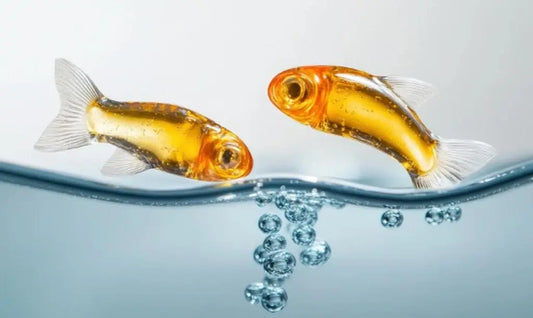 Gold Fish in Water