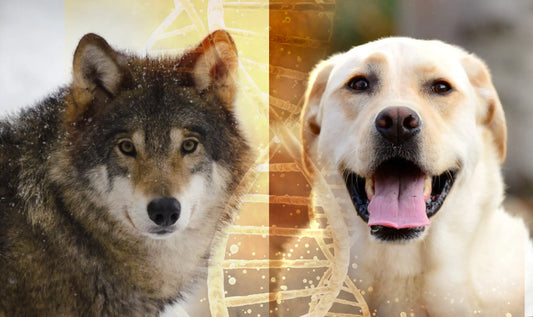 Dog Wolf Split Portrait with DNA