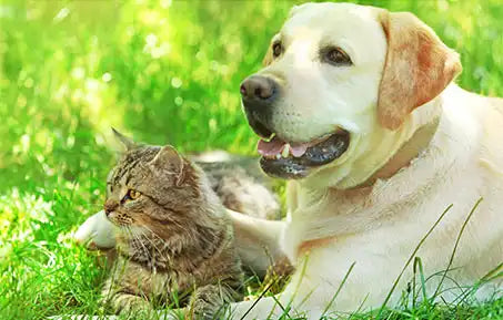 Dog and cat in the grass