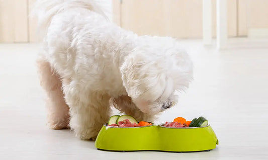 white dog eating in natural dog food