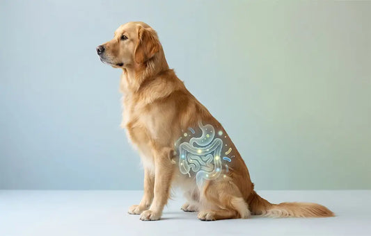 Dog illustration with gut