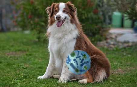dog outdoors with a graphic showing beneficial microbes associated with gut and digestive health.
