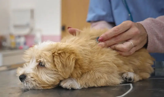 dog health kidney exam