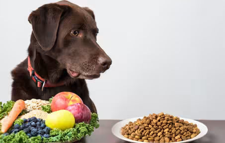 dog looking at a plate of dry kibble next to fresh fruits and vegetables