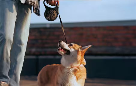 A person holding a retractable leash on dog