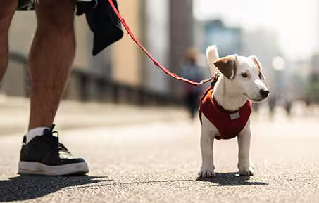 dog on hot pavement during a summer walk.