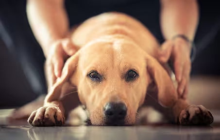 Golden retriever dog lying down with owner’s hands gently holding its ears, showing calmness and care, illustrating Cancer Warning Signs awareness.