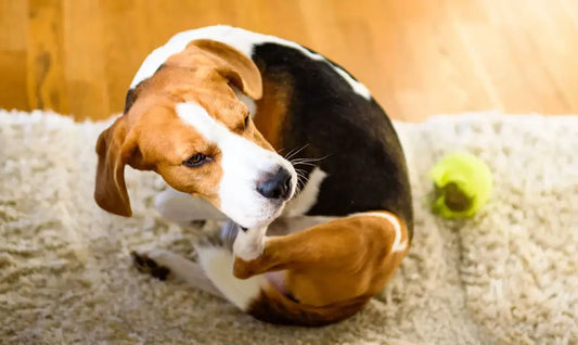 dog scratching beagle