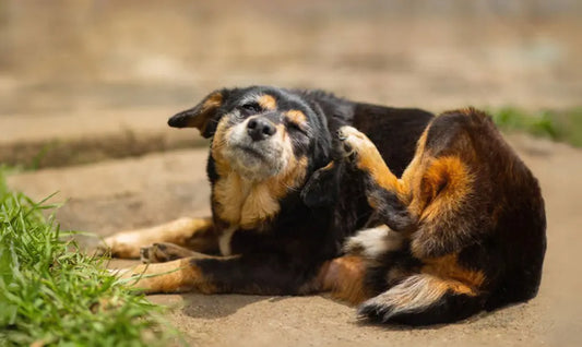 dog scratching ears