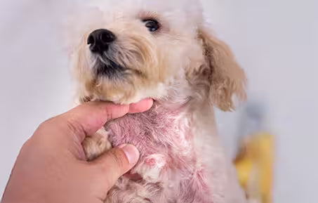 dog skin irritation