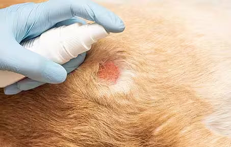 dog’s skin with a circular irritated lesion while a gloved hand applies a topical spray treatment