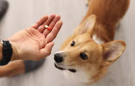 dog taking antibiotic
