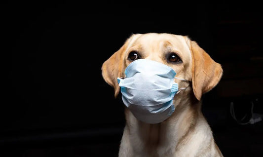 dog wearing face mask dark background