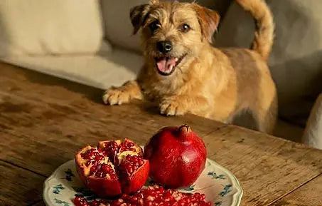 dog with pomegranate benefits for dogs