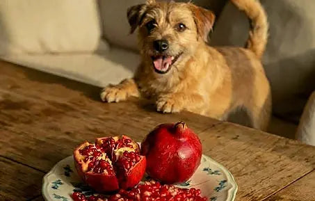 dog with pomegranate benefits for dogs