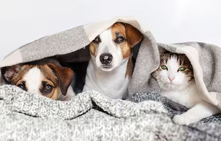 dogs and one cat nestled together under a gray blanket on a bed