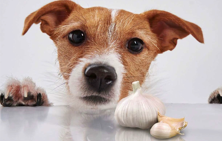 dog sitting next to fresh garlic cloves and a bottle of aged garlic extract supplement