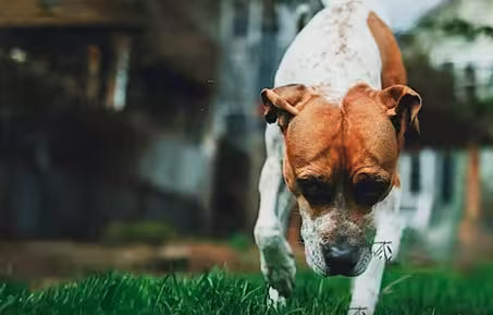 Does Your Pet Contain More of This Herbicide Than You?