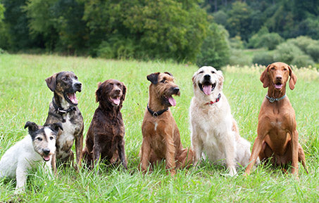 different breeds sitting together in a green grassy field