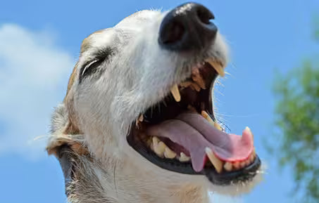 Close-up of a dog with its mouth open