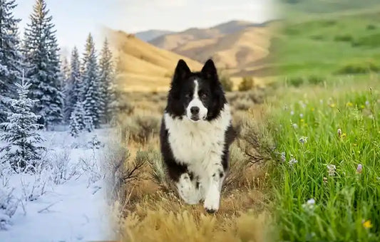  Dog outdoors in a landscape showing three different climates