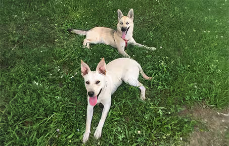dogs lying on green grass outdoors, resting in a grassy field