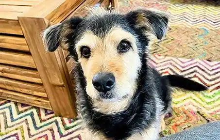 senior dog homer story