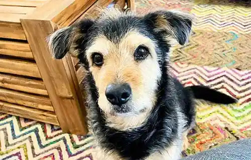 Senior Dog Homer Story