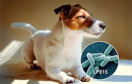lp815 probiotic for dogs behavior anxiety