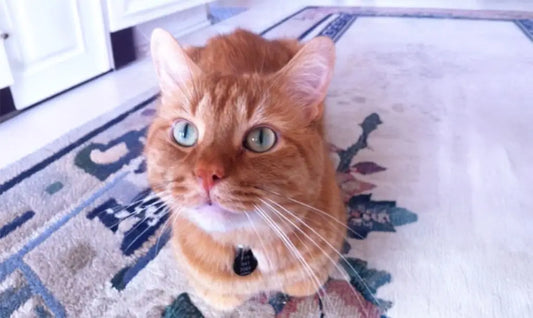 Orange tabby cat on rug