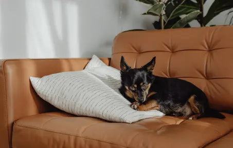 Could MCT Oil Reduce Seizures in Dogs?