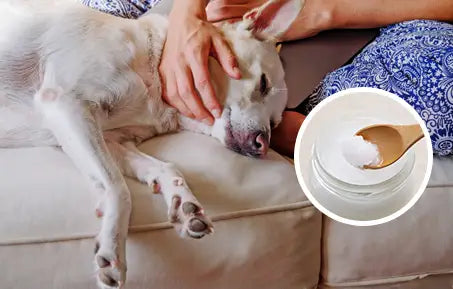 mct oil for dogs