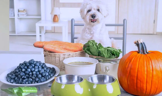 white dog with natural dog food