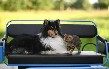 Healthy dog and cat in a clean natural environment supporting detox and overall wellness