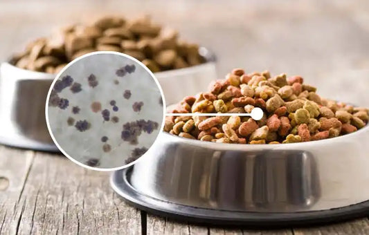 Dog kibble in bowl with magnified view showing possible mycotoxin or mold contamination in pet food