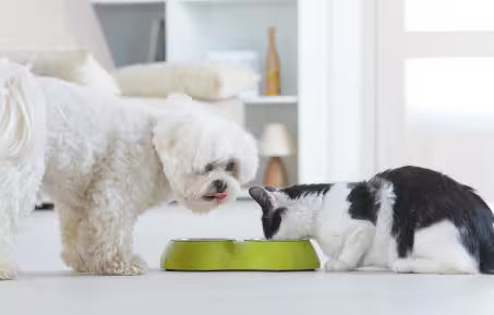 Dog and cat enjoying a nutritious meal that supports digestive health and a balanced gut microbiome.