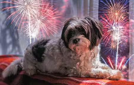 pet safety fireworks