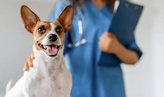 pet gut health vet checkup