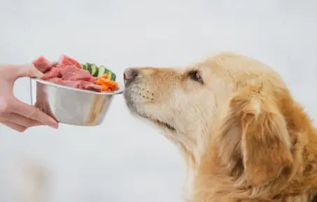 Do You Know How to Protect Your Pet From Pancreatitis?