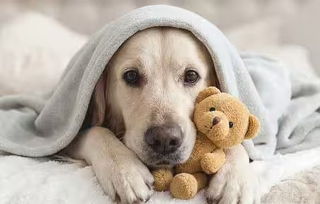 pseudopregnancy in dogs