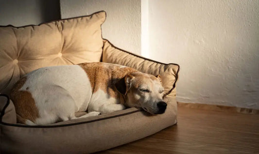 sleeping dog in a couch