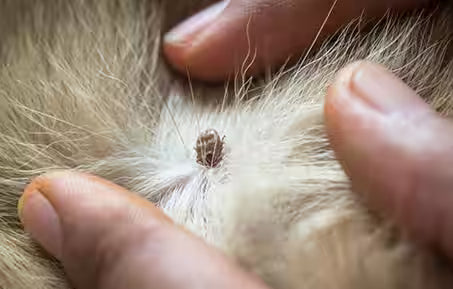 Close-up view of a tick attached