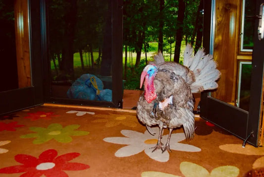 Turkey standing in a doorway